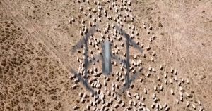 Vor folosi fermierii drone pentru a strânge turmele ?!