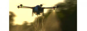 China : Infractorii folosesc drone pentru a infesta porcii
