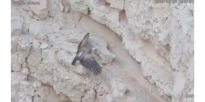 Dronă botezată „Mama” după ce a salvat puiul de vultur