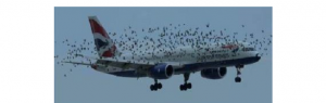UAV în „luptă” cu păsări care au cuib lângă aeroporturi